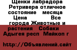 Щенки лабрадора Ретривера отличное состояние 2 месяца › Цена ­ 30 000 - Все города Животные и растения » Собаки   . Адыгея респ.,Майкоп г.